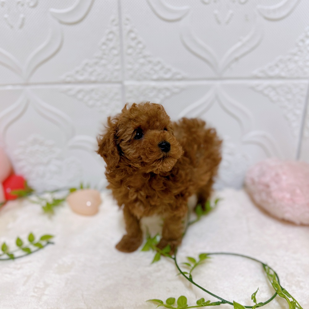 愛知県のトイプードル(トイ) (犬の家＆猫の里岡崎店/2026年1月26日生まれ/男の子/レッド)の子犬の4枚目の画像