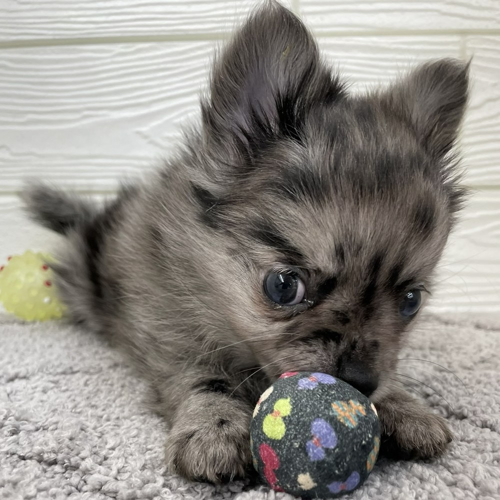 愛知県のポメチワ/チワポメ/ポメチー(ポメラニアン×チワワ) (犬の家＆猫の里七宝店/2026年1月26日生まれ/女の子/ブルーマール)の子犬の4枚目の画像