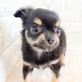 東京都のチワワ(ロング) (犬の家＆猫の里新宿店/2026年1月25日生まれ/女の子/ブラックタン)の子犬の4枚目の画像