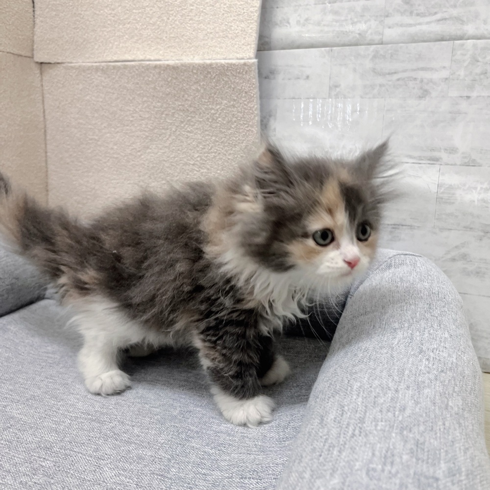 長野県のサイベリアン (犬の家＆猫の里塩尻店/2026年1月27日生まれ/女の子/ダイリュートキャリコ)の子猫の4枚目の画像