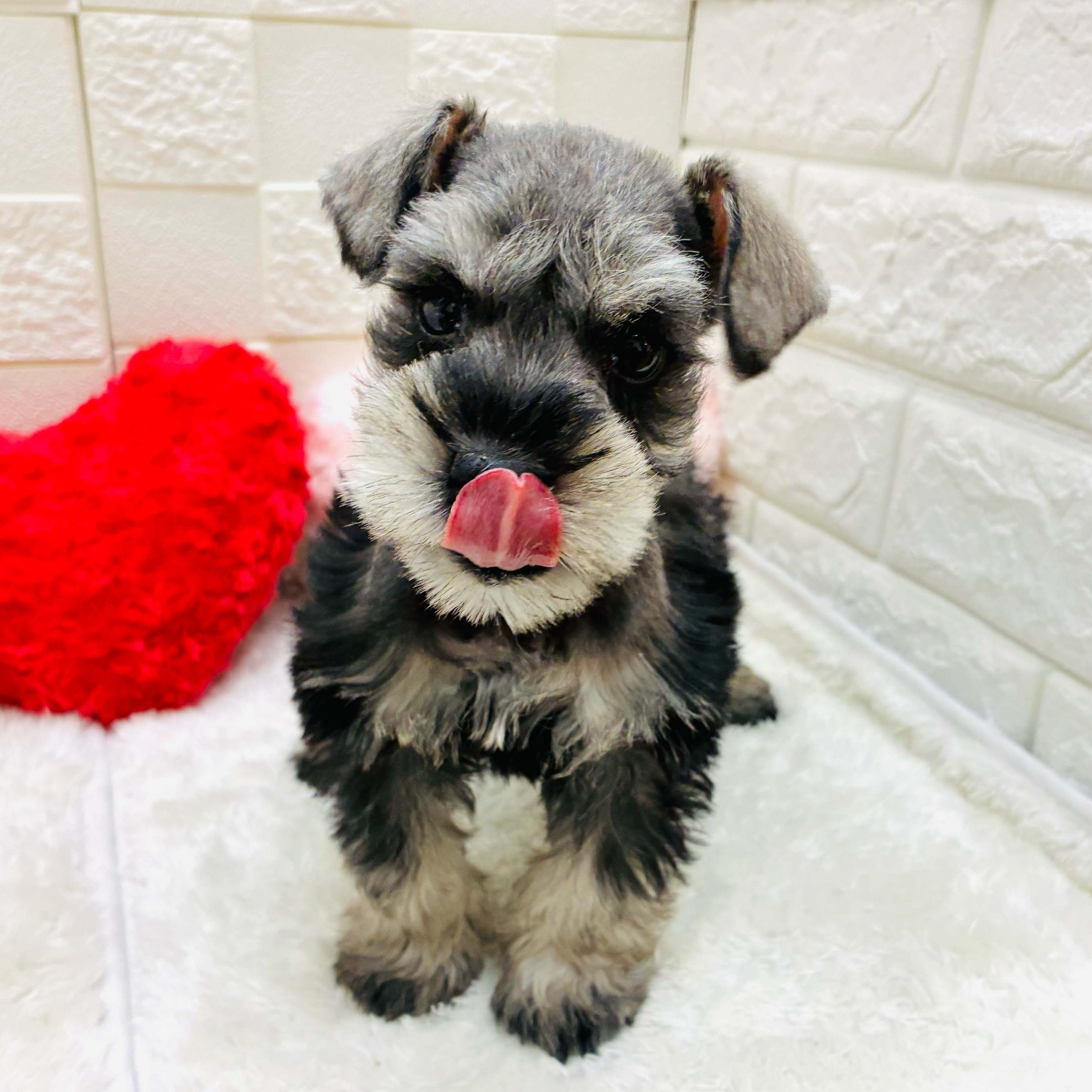 愛知県のミニチュアシュナウザー (犬の家＆猫の里アミーゴ神の倉店/2026年1月26日生まれ/男の子/ソルトペッパー)の子犬の4枚目の画像