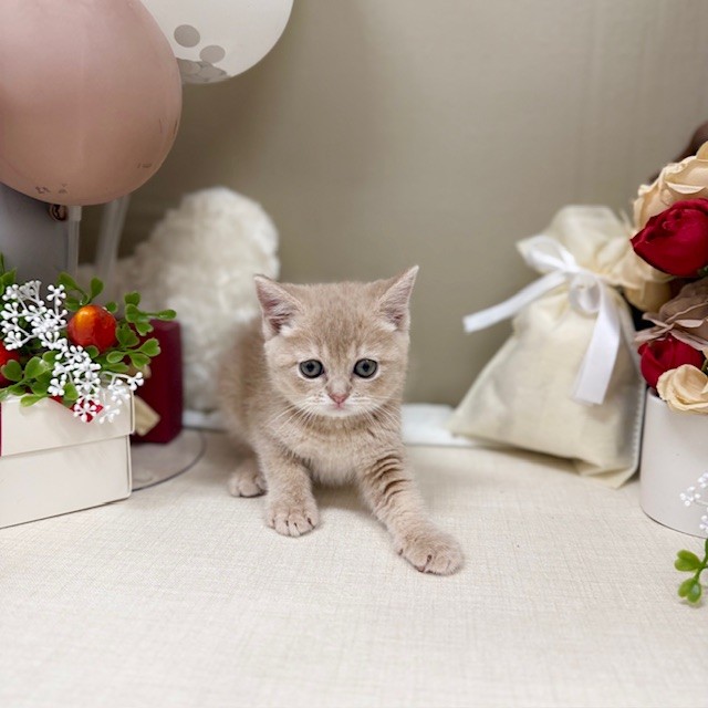 千葉県のマンチカン (犬の家＆猫の里ワンズモール稲毛店/2026年1月27日生まれ/女の子/クリームタビー)の子猫の4枚目の画像