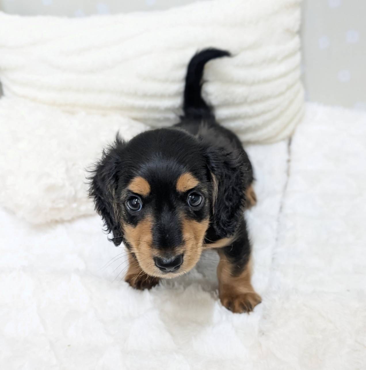 愛知県のミニチュアダックスフンド(ロング) (犬の家＆猫の里安城店/2026年1月25日生まれ/男の子/ブラックタン)の子犬の4枚目の画像