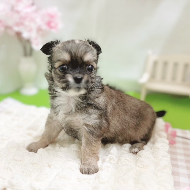 静岡県のチワワ(ロング) (犬の家＆猫の里藤枝店/2026年1月26日生まれ/女の子/フォーンホワイト)の子犬の4枚目の画像