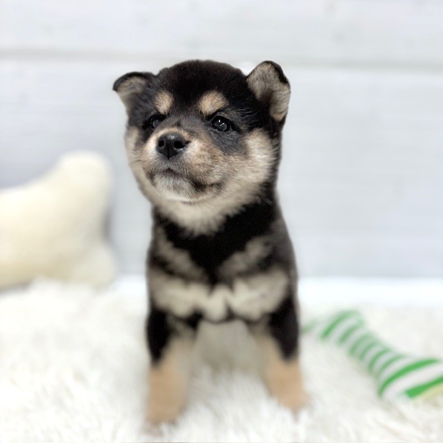 愛知県の柴犬(標準サイズ) (犬の家＆猫の里豊田店/2026年1月26日生まれ/女の子/黒)の子犬の4枚目の画像