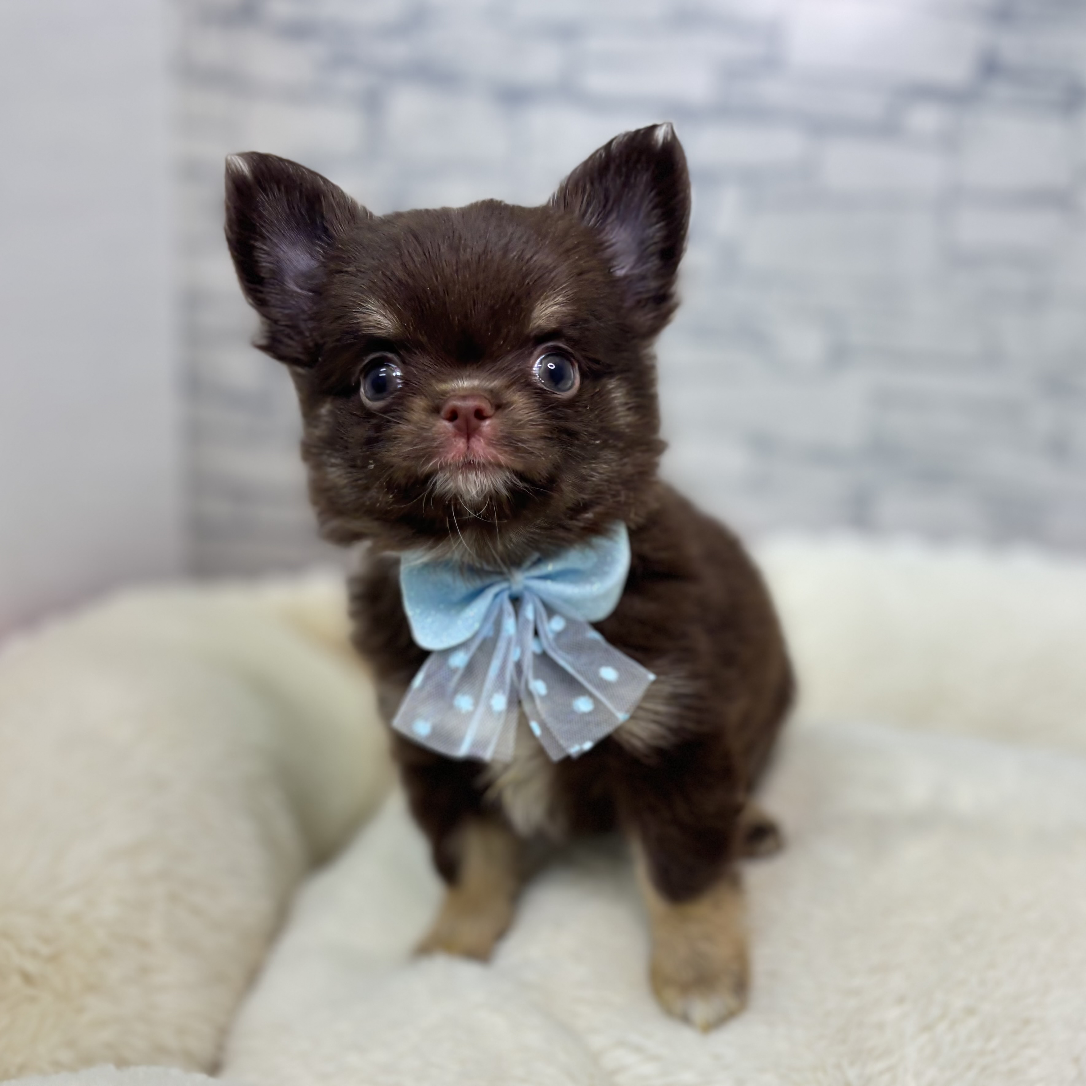 長野県のチワワ(ロング) (犬の家＆猫の里長野店/2026年1月27日生まれ/女の子/チョコレートタンホワイト)の子犬の4枚目の画像