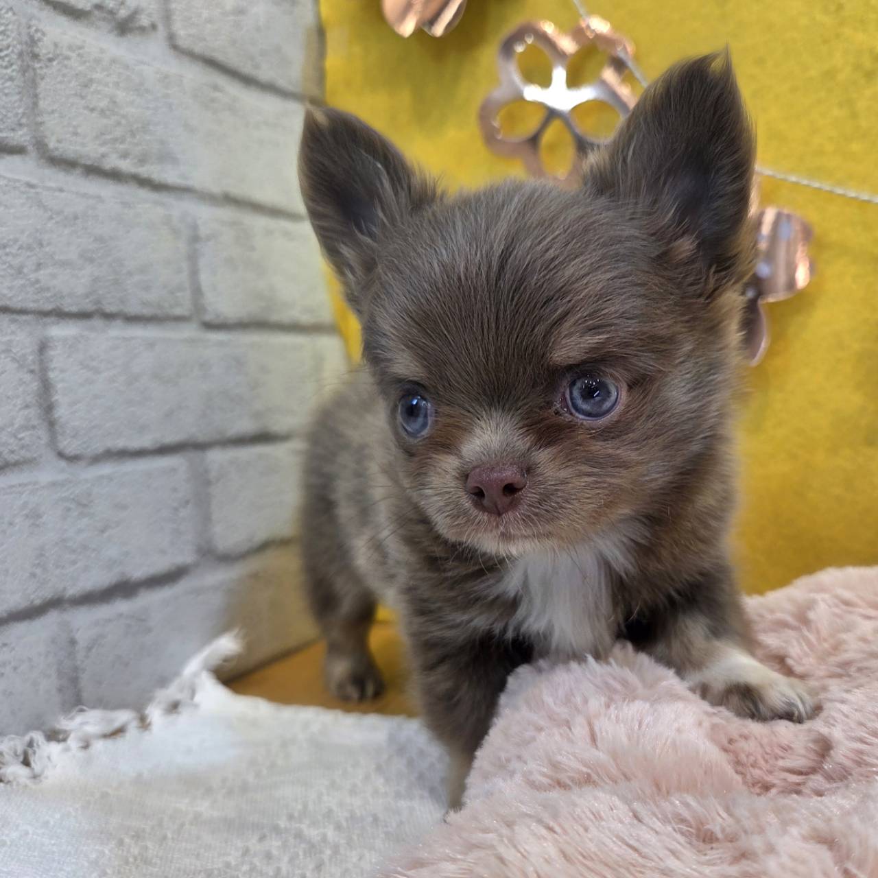 長野県のチワワ(ロング) (犬の家＆猫の里カインズ梓川店/2026年1月27日生まれ/男の子/イザベラタンホワイト)の子犬の4枚目の画像