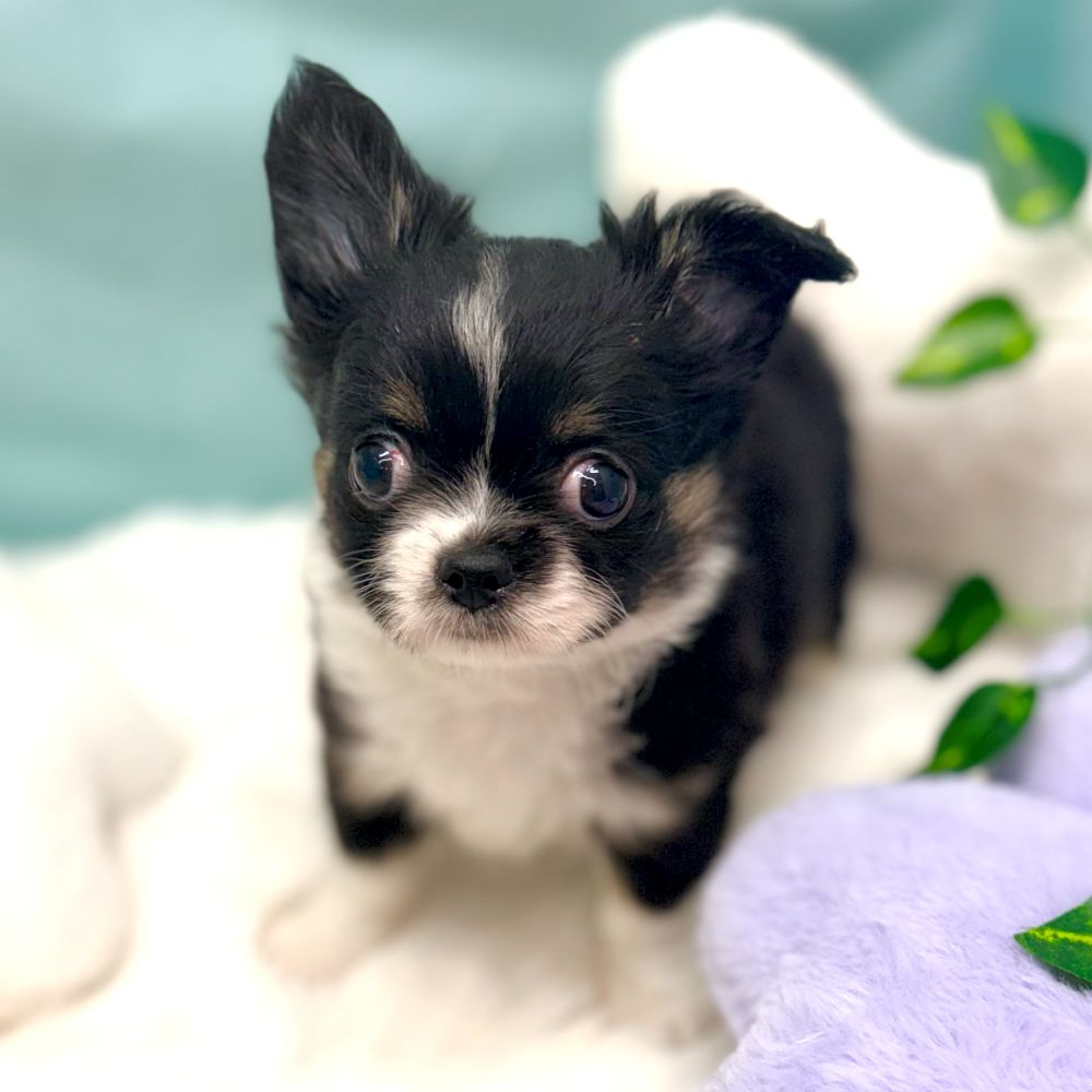 愛知県のチワワ(ロング) (犬の家＆猫の里愛知刈谷店/2026年1月25日生まれ/女の子/ブラックタンホワイト)の子犬の4枚目の画像