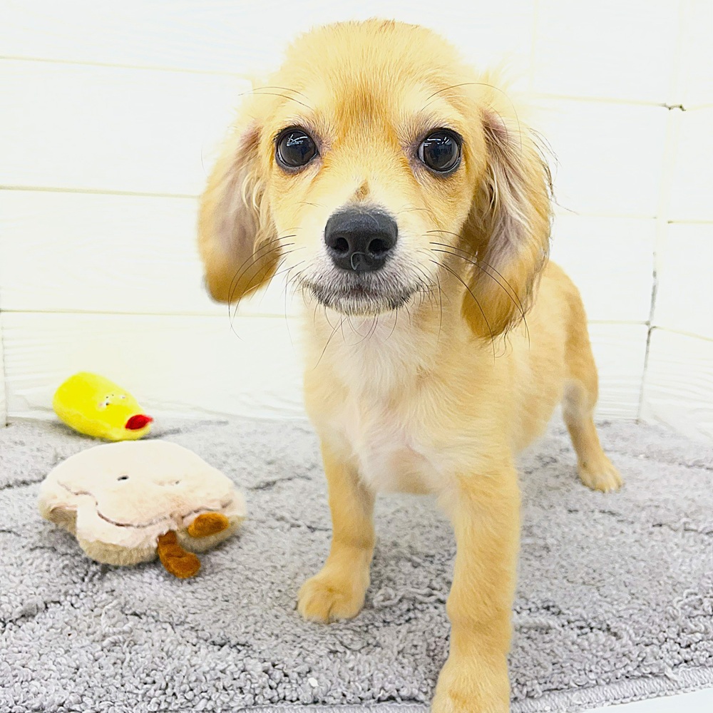 愛知県のチワックス(チワワ×ダックス) (犬の家＆猫の里七宝店/2026年1月26日生まれ/男の子/シェーデットイエロー)の子犬の4枚目の画像