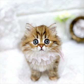 福井県のミヌエット (犬の家＆猫の里アミーゴ福井店/2026年1月25日生まれ/女の子/ブラウンタビー)の子猫の4枚目の画像