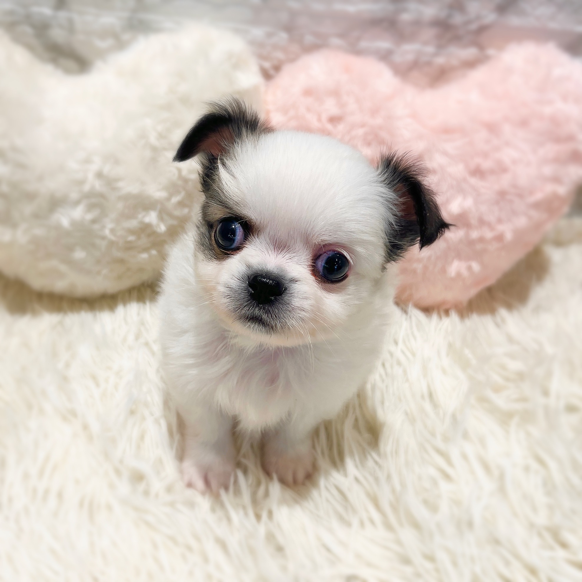 愛知県のチワペキ/ペキチー/ペキチワ(チワワ×ペキニーズ) (犬の家＆猫の里MiO香久山店/2026年1月24日生まれ/男の子/パーティーカラー)の子犬の4枚目の画像