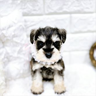 福井県のミニチュアシュナウザー (犬の家＆猫の里アミーゴ福井店/2026年1月27日生まれ/女の子/ソルトペッパー)の子犬の4枚目の画像