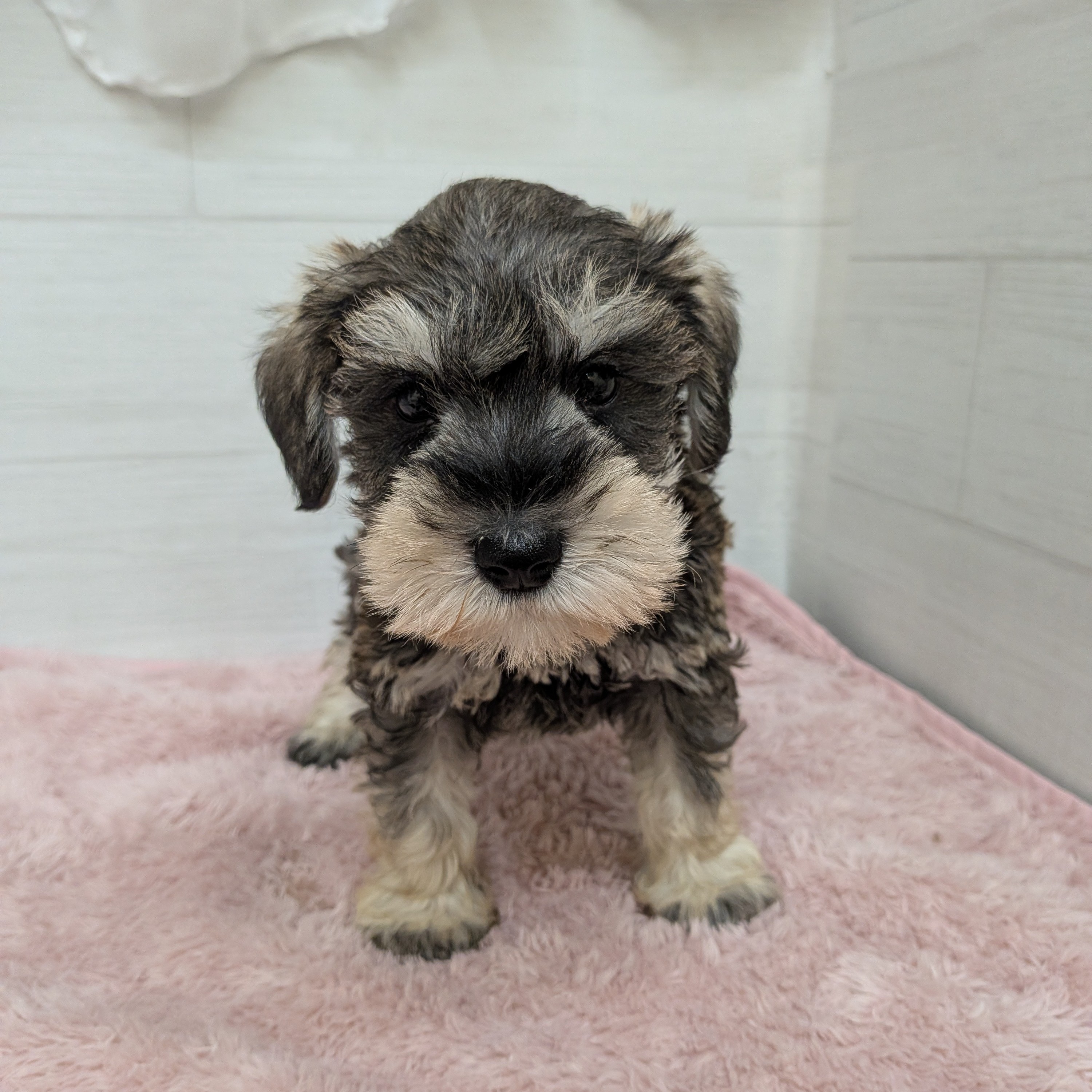 愛知県のミニチュアシュナウザー (犬の家＆猫の里碧南店/2026年1月27日生まれ/男の子/ソルトペッパー)の子犬の4枚目の画像