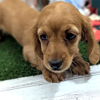 神奈川県のカニンヘンダックスフンド(ロング) (犬の家＆猫の里小田原店/2026年1月25日生まれ/女の子/ゴールド)の子犬の4枚目の画像
