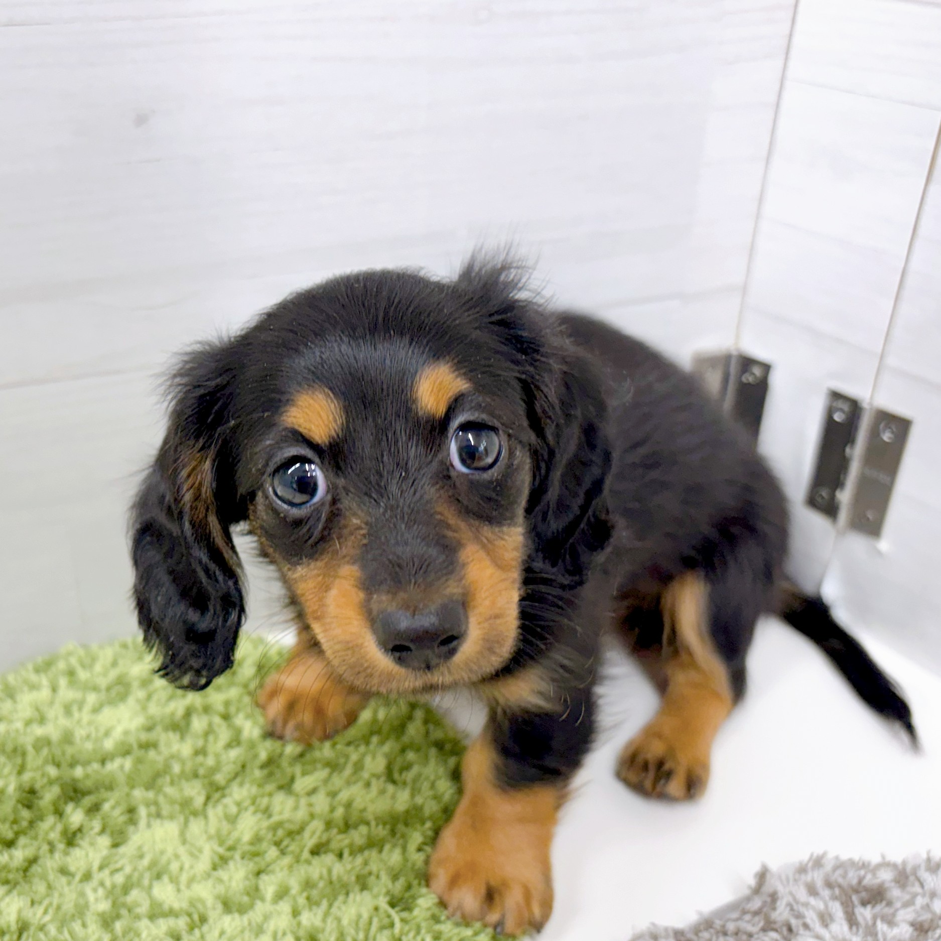 石川県のカニンヘンダックスフンド(ロング) (犬の家＆猫の里アミーゴ金沢おこばた店/2026年1月25日生まれ/女の子/ブラックタン)の子犬の4枚目の画像