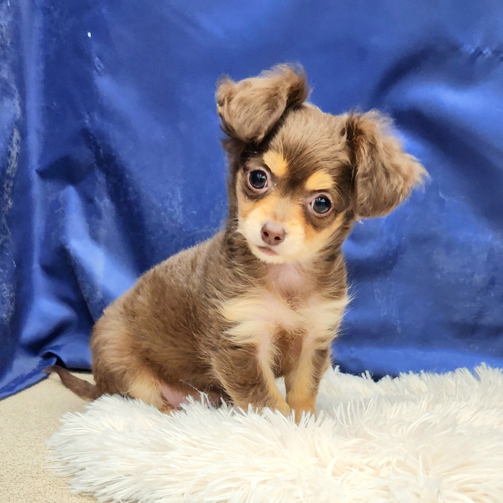 岐阜県のチワックス(チワワ×ダックス) (犬の家＆猫の里中津川店/2026年1月26日生まれ/女の子/チョコレートタン)の子犬の4枚目の画像