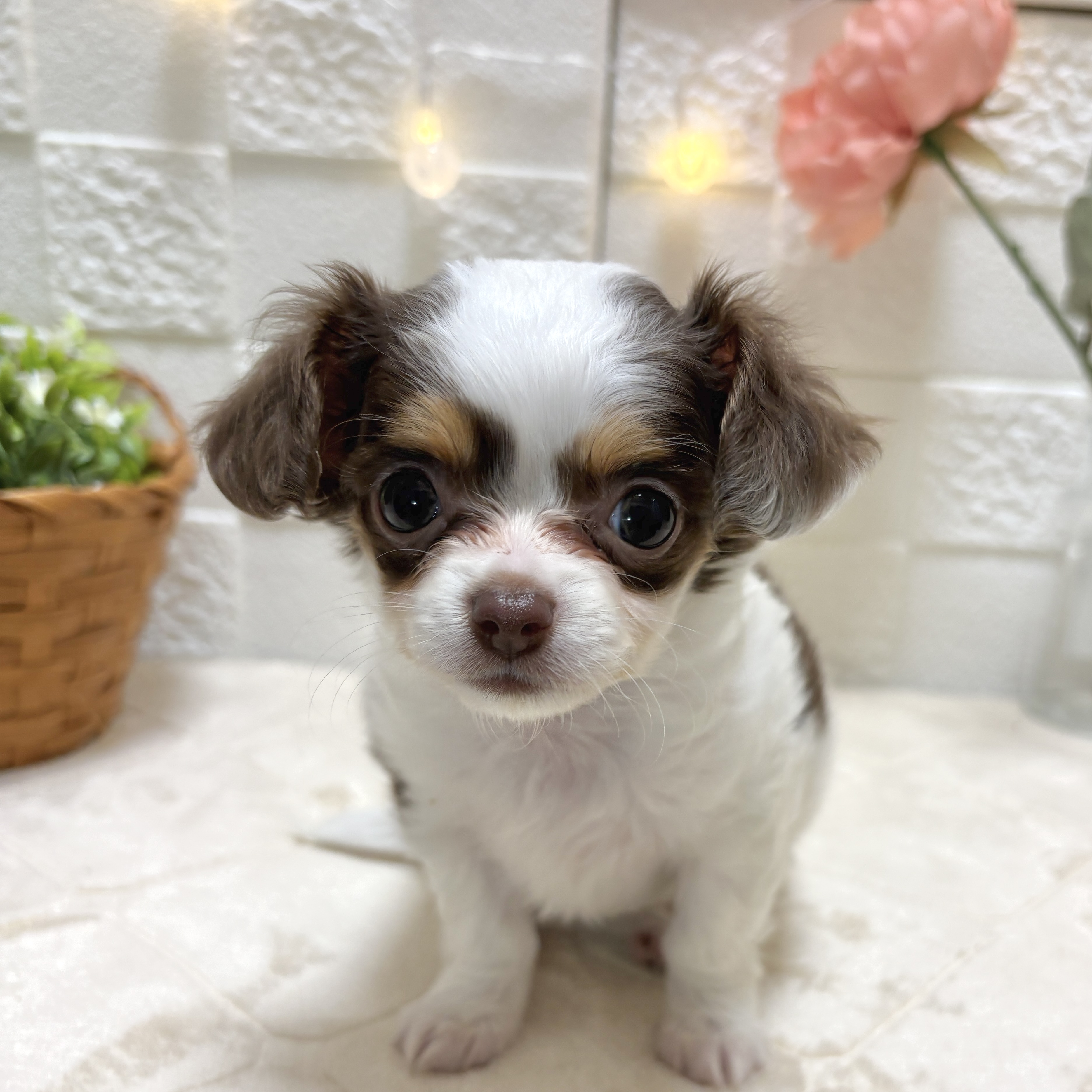 東京都のチワックス(チワワ×ダックス) (犬の家＆猫の里ペットフォレスト小平店/2026年1月26日生まれ/女の子/チョコレートタン)の子犬の1枚目の画像