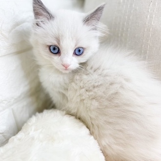 東京都のラグドール (犬の家＆猫の里新宿店/2026年1月22日生まれ/女の子/ブルーポイントバイカラー)の子猫の4枚目の画像