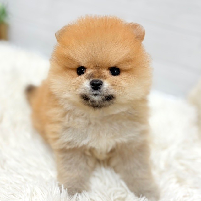 愛知県のポメラニアン (犬の家＆猫の里豊田店/2026年1月26日生まれ/女の子/オレンジ)の子犬の4枚目の画像