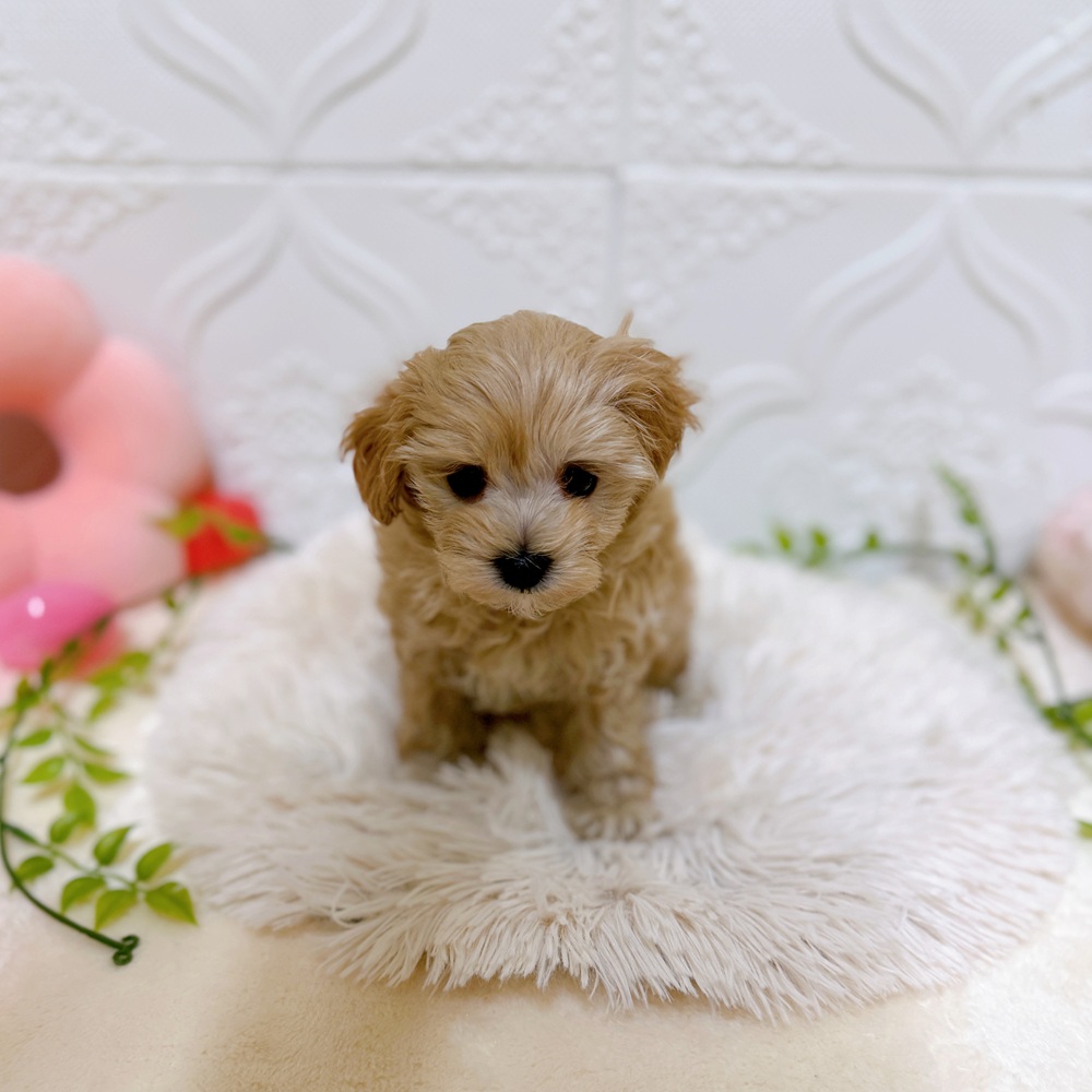 愛知県のマルプー(マルチーズ×プードル) (犬の家＆猫の里岡崎店/2026年1月24日生まれ/男の子/アプリコット)の子犬の4枚目の画像