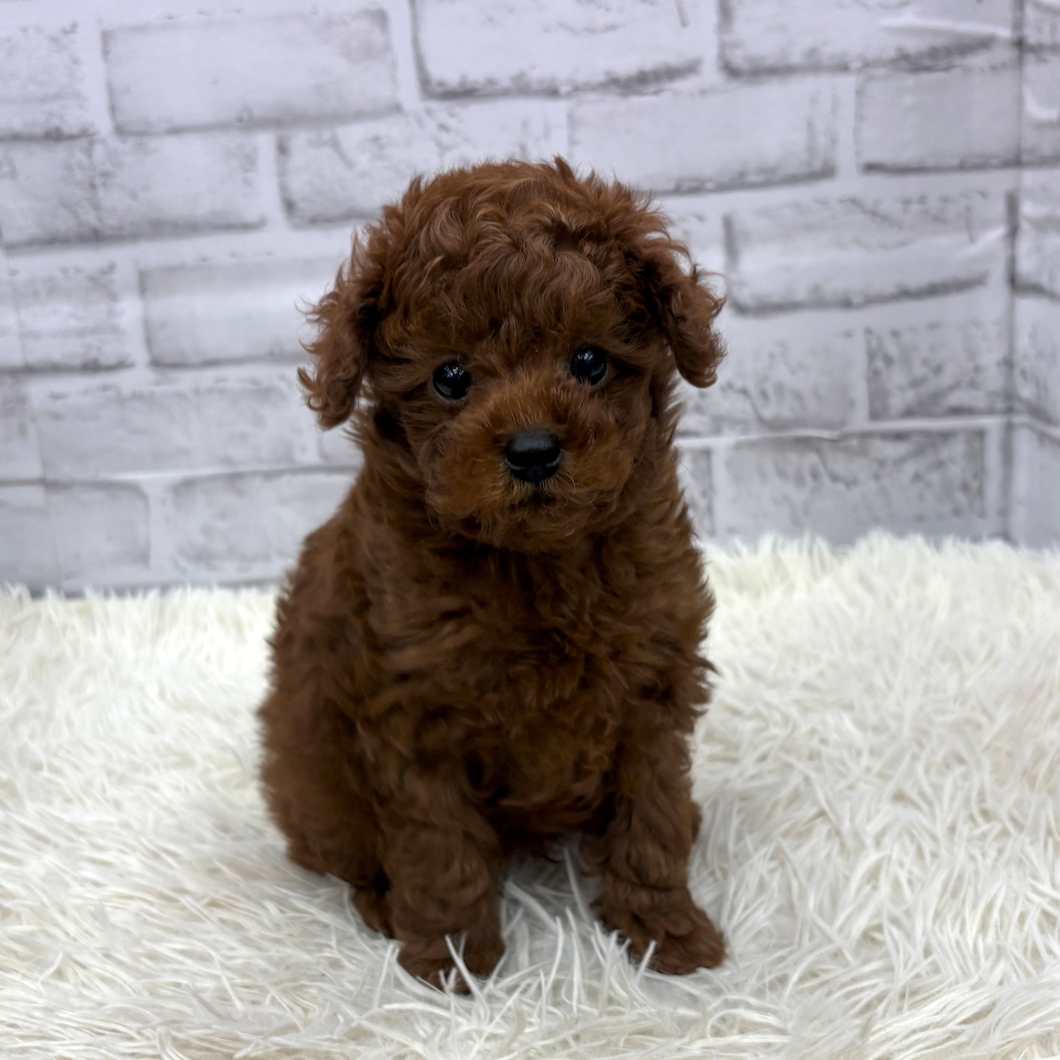 愛知県のトイプードル(トイ) (犬の家＆猫の里MEGAドン・キホーテ東海名和店/2026年1月26日生まれ/男の子/レッド)の子犬の4枚目の画像