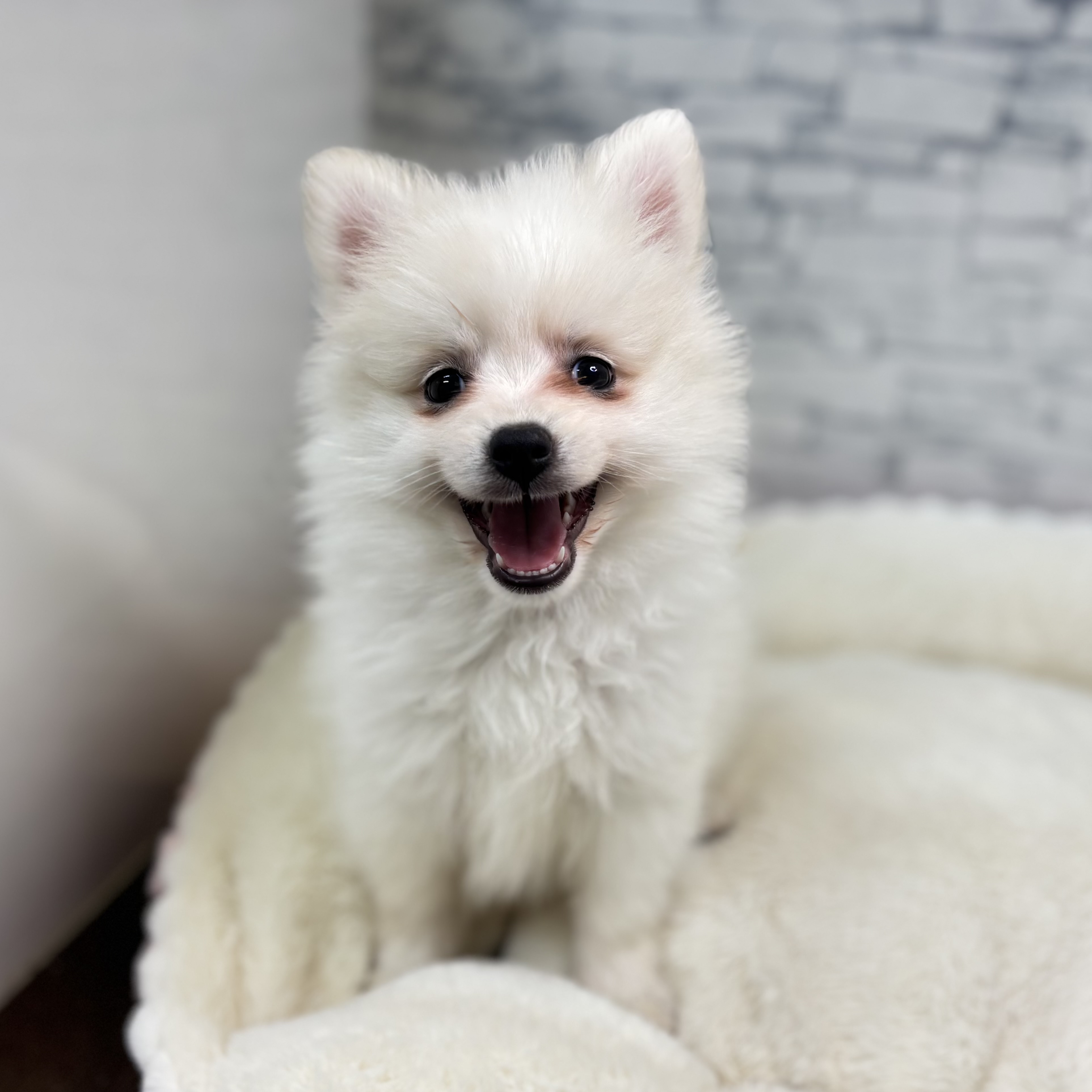 長野県の日本スピッツ (犬の家＆猫の里長野店/2026年1月23日生まれ/女の子/ホワイト)の子犬の4枚目の画像