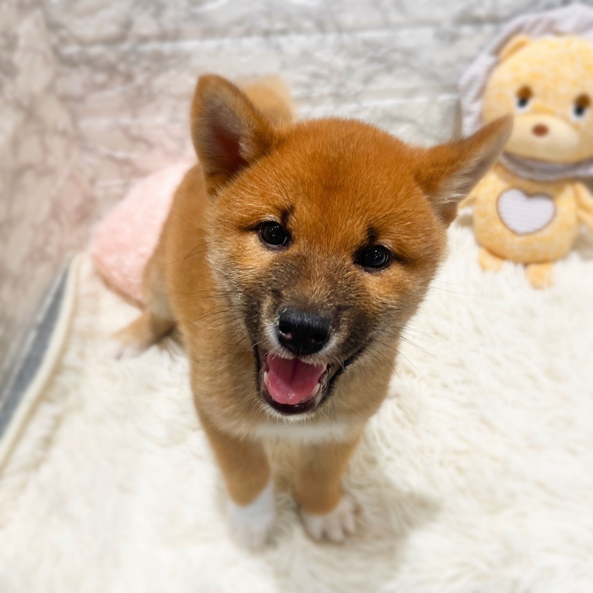 愛知県の柴犬(標準サイズ) (犬の家＆猫の里MiO香久山店/2026年1月25日生まれ/男の子/赤)の子犬の4枚目の画像