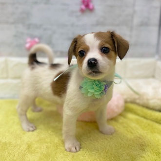 静岡県のジャックラッセルテリア (犬の家＆猫の里プレ葉ウォーク浜北店/2026年1月24日生まれ/女の子/ホワイトタン)の子犬の4枚目の画像