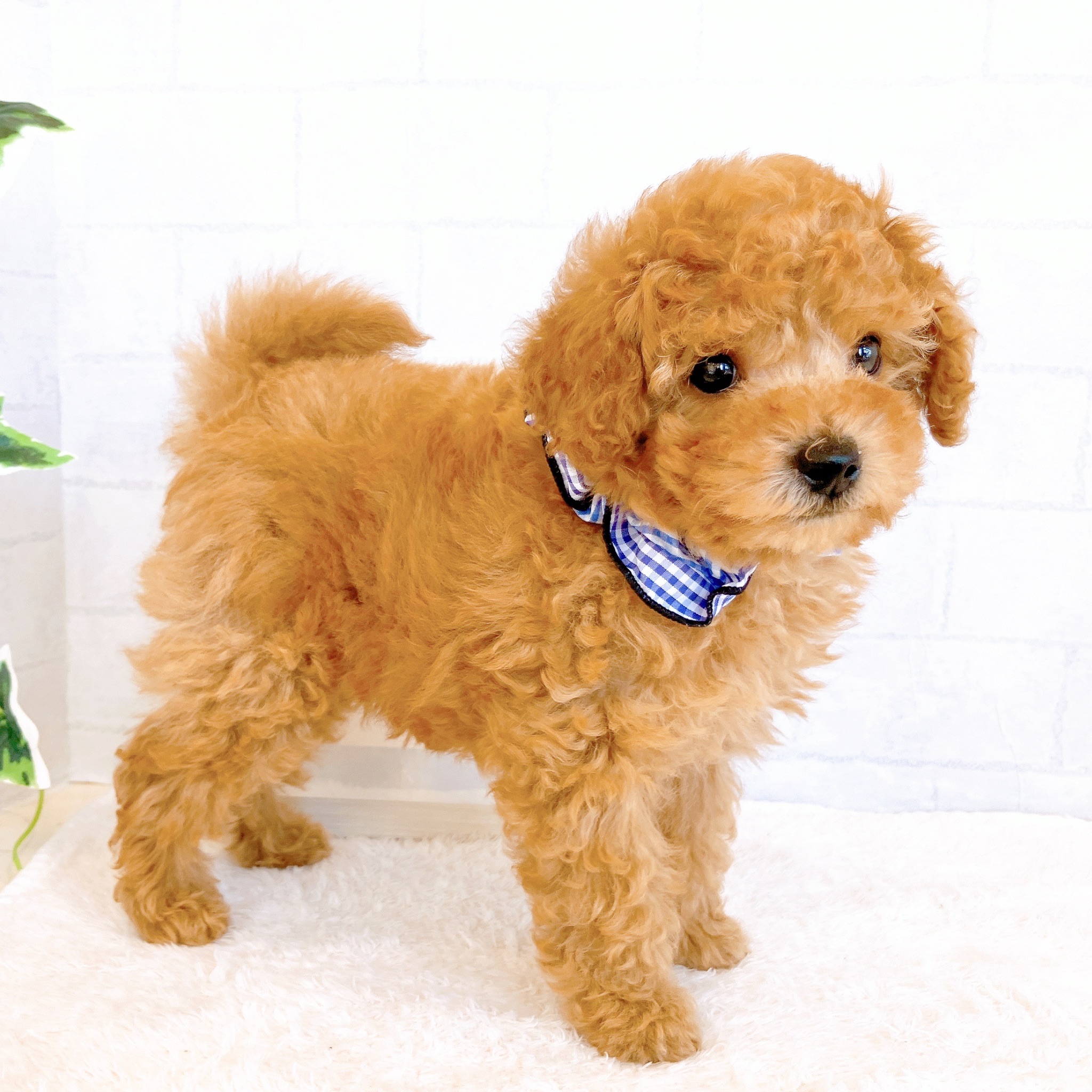 石川県のトイプードル(トイ) (犬の家＆猫の里金沢店/2026年1月25日生まれ/男の子/アプリコット)の子犬の4枚目の画像