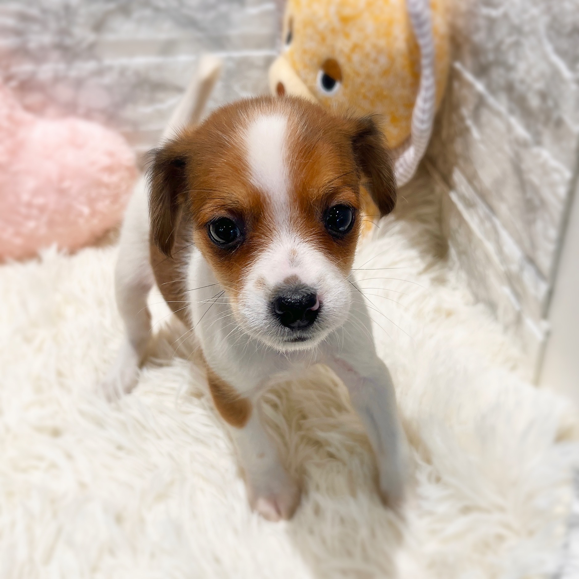 愛知県のジャックラッセルテリア (犬の家＆猫の里MiO香久山店/2026年1月24日生まれ/女の子/ホワイトタン)の子犬の4枚目の画像