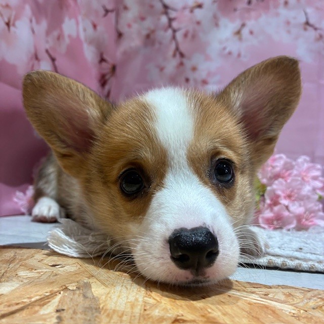 福岡県のウェルシュコーギーペンブローク (犬の家＆猫の里トリアス久山店/2026年1月25日生まれ/男の子/レッドホワイト)の子犬の4枚目の画像