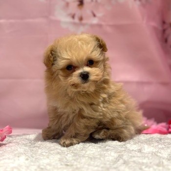 福岡県のマルプー(マルチーズ×プードル) (犬の家＆猫の里トリアス久山店/2026年1月19日生まれ/男の子/アプリコット)の子犬の4枚目の画像