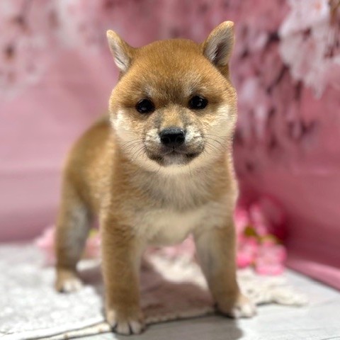 福岡県の豆柴 (犬の家＆猫の里トリアス久山店/2026年1月24日生まれ/男の子/赤)の子犬の4枚目の画像