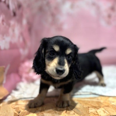 福岡県のミニチュアダックスフンド(ロング) (犬の家＆猫の里トリアス久山店/2026年1月25日生まれ/女の子/ブラックイエロー)の子犬の4枚目の画像