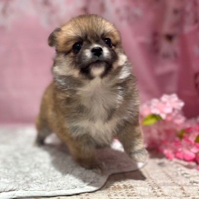福岡県のポメチワ/チワポメ/ポメチー(ポメラニアン×チワワ) (犬の家＆猫の里トリアス久山店/2026年1月25日生まれ/女の子/オレンジ)の子犬の4枚目の画像