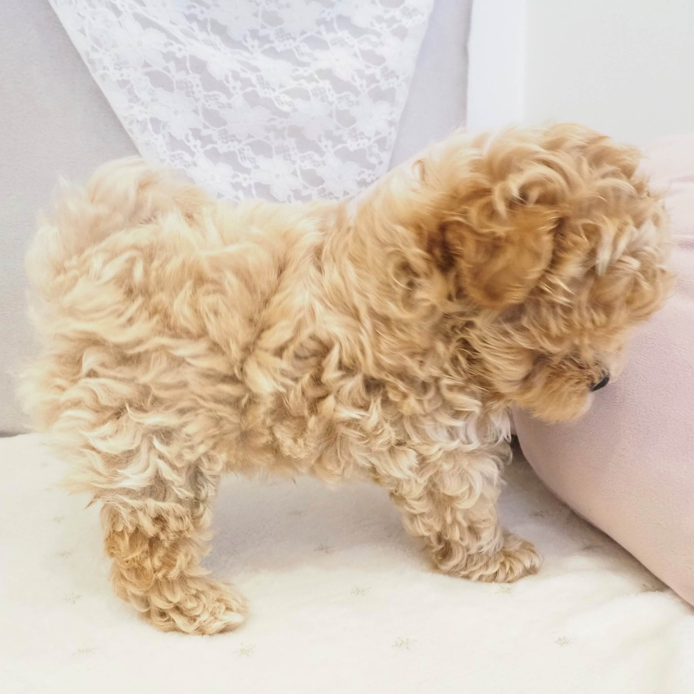 大阪府のマルプー(マルチーズ×プードル) (犬の家＆猫の里もりのみやキューズモールBASE店/2026年1月27日生まれ/男の子/アプリコットホワイト)の子犬の4枚目の画像