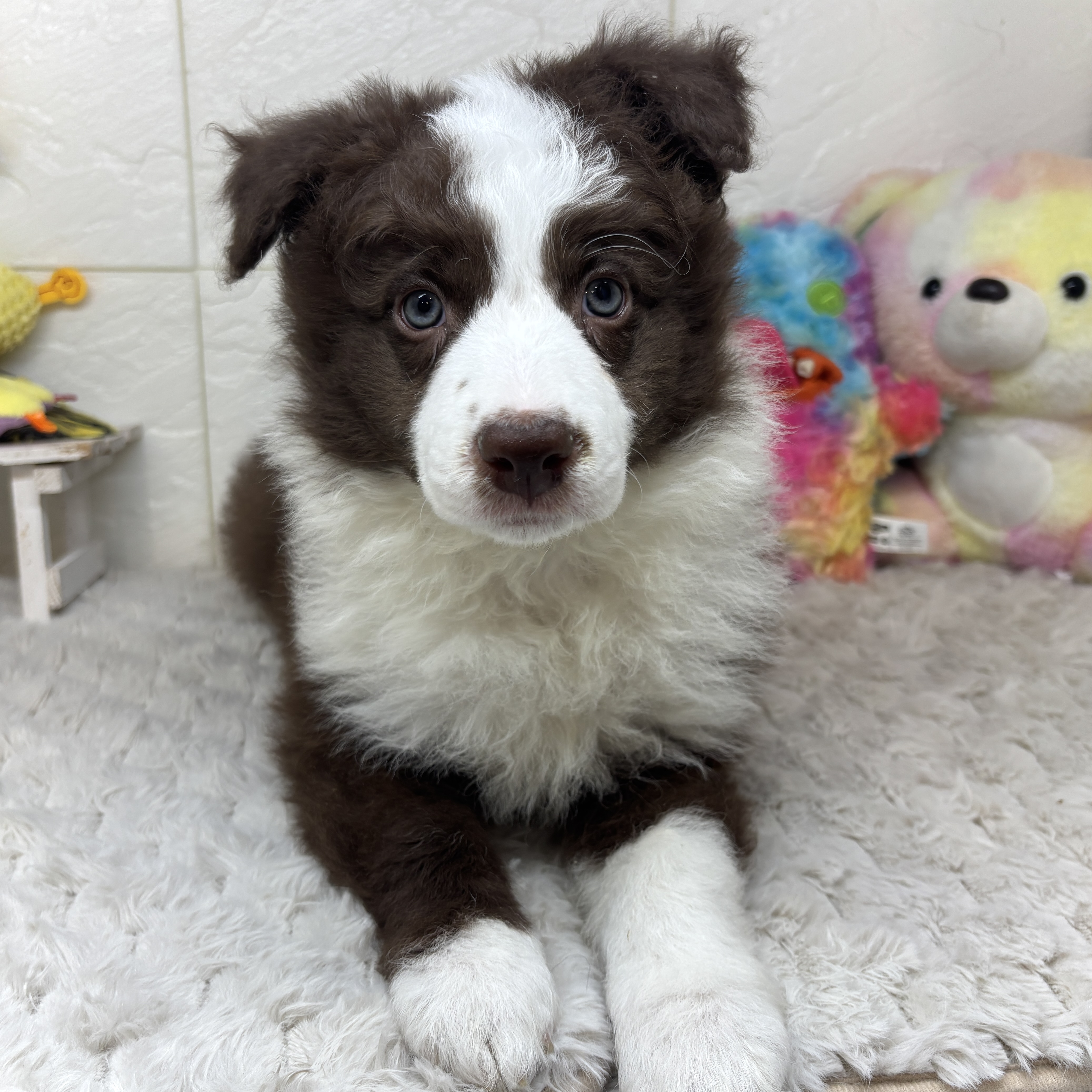 兵庫県のボーダーコリー (犬の家＆猫の里ゆめタウン姫路店/2026年1月27日生まれ/男の子/チョコレートホワイト)の子犬の4枚目の画像