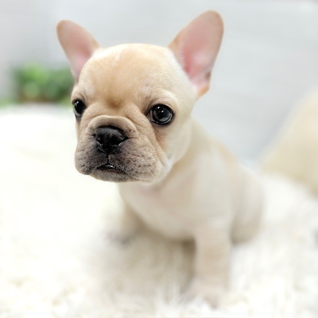 愛知県のフレンチブルドッグ (犬の家＆猫の里豊田店/2026年1月27日生まれ/男の子/クリーム)の子犬の4枚目の画像