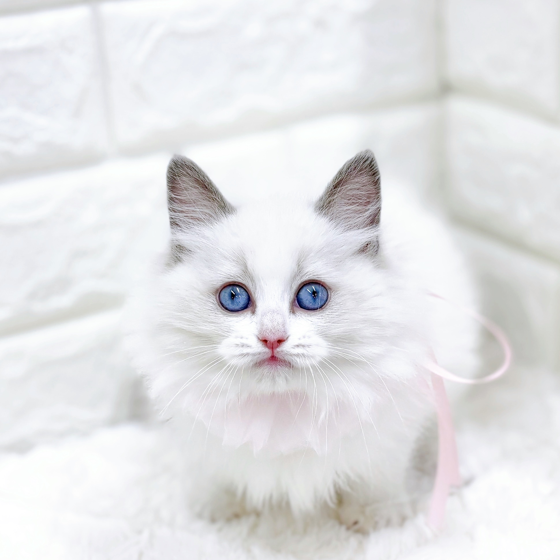 福井県のラグドール (犬の家＆猫の里アミーゴ福井店/2026年1月29日生まれ/女の子/ブルーポイントバイカラー)の子猫の4枚目の画像