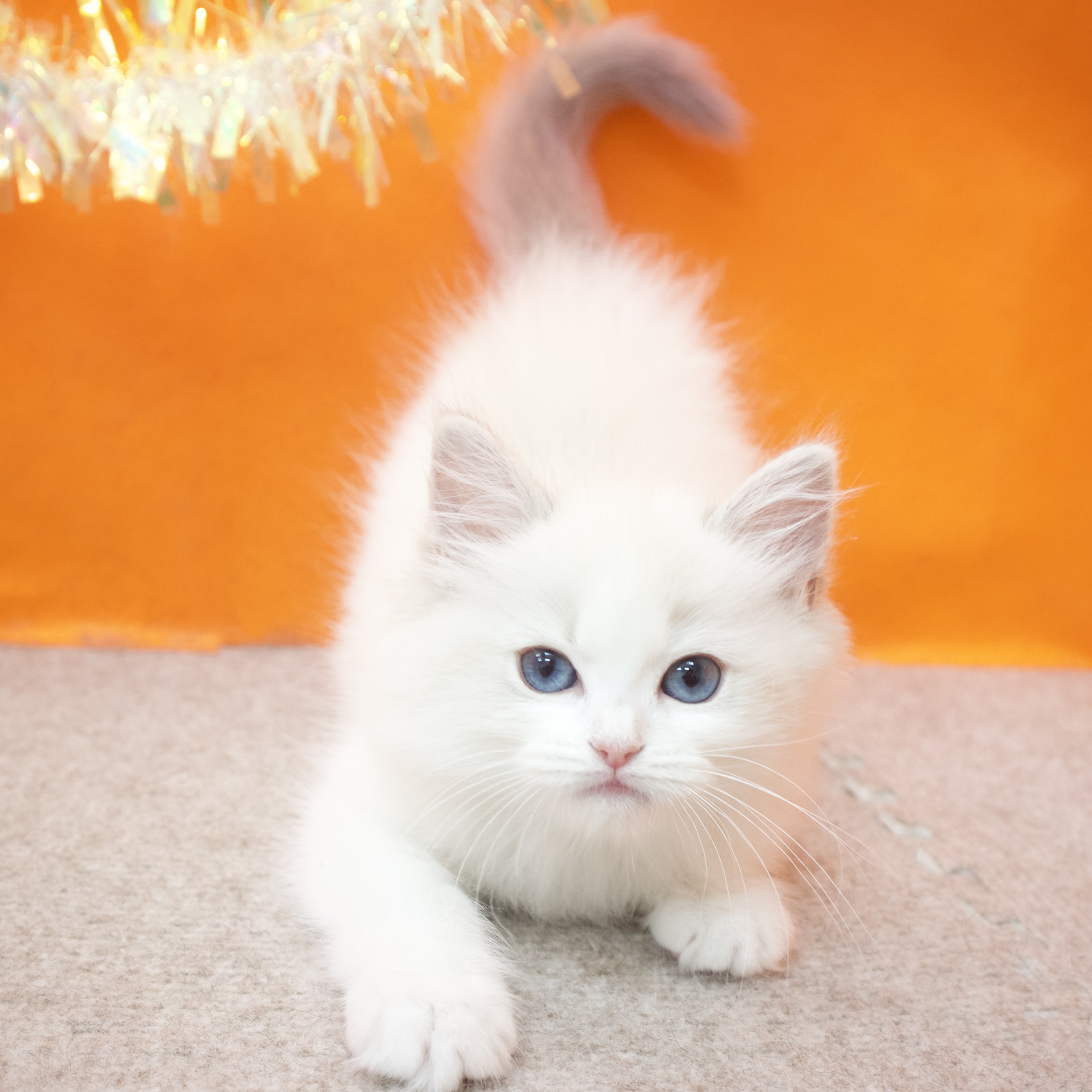 大阪府のラグドール (犬の家＆猫の里吹田店/2026年1月29日生まれ/女の子/ブルーポイントバイカラー)の子猫の4枚目の画像