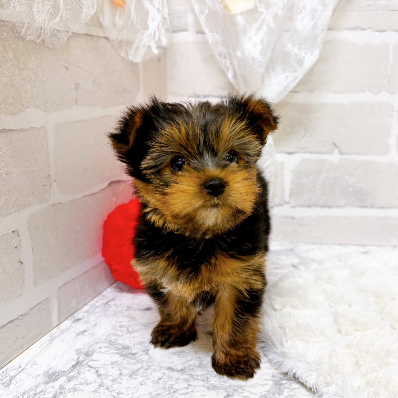 京都府のヨークシャーテリア (犬の家＆猫の里京都精華店/2026年1月28日生まれ/女の子/スチールブルータン)の子犬の4枚目の画像