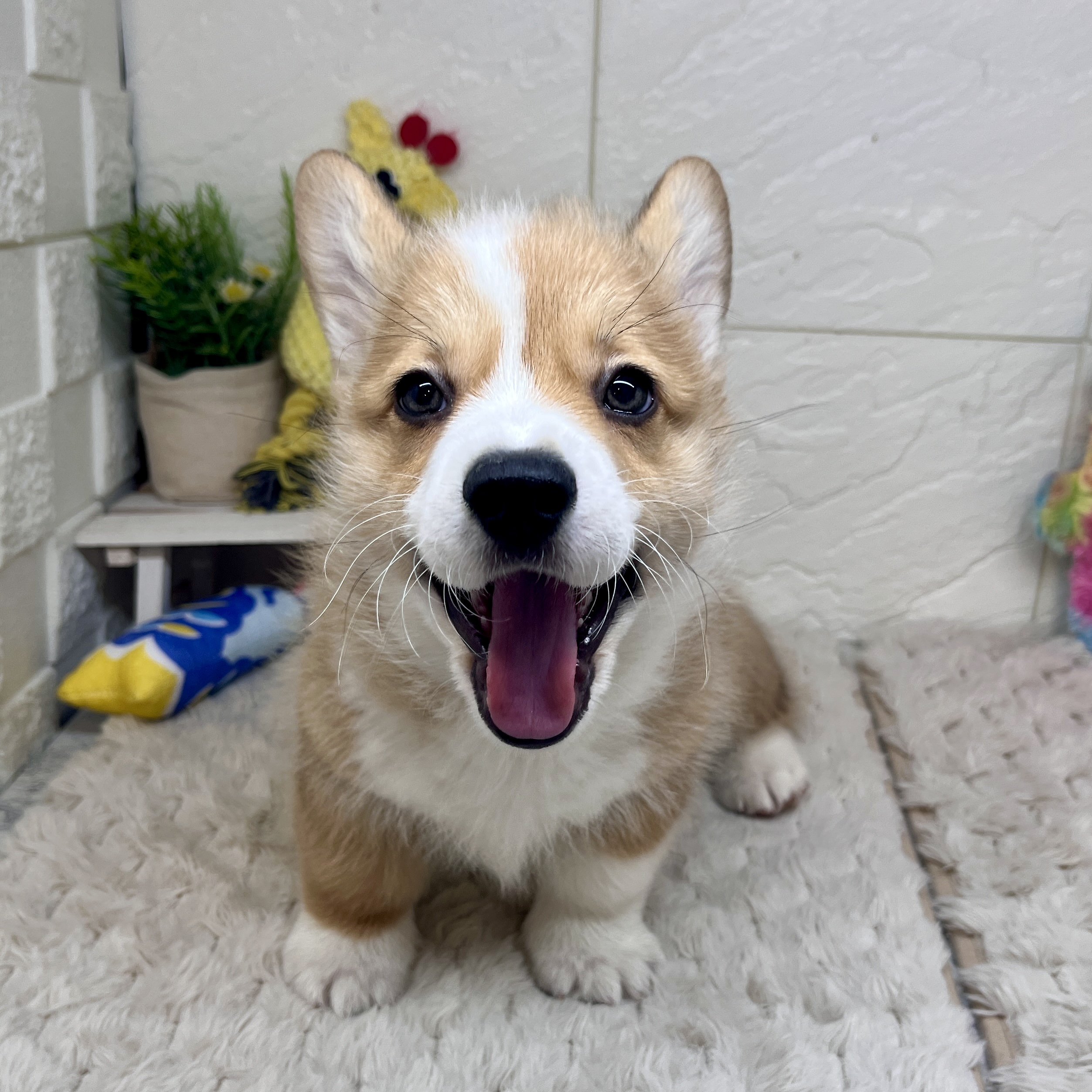 兵庫県のウェルシュコーギーペンブローク (犬の家＆猫の里ゆめタウン姫路店/2026年1月20日生まれ/男の子/レッドホワイト)の子犬の4枚目の画像