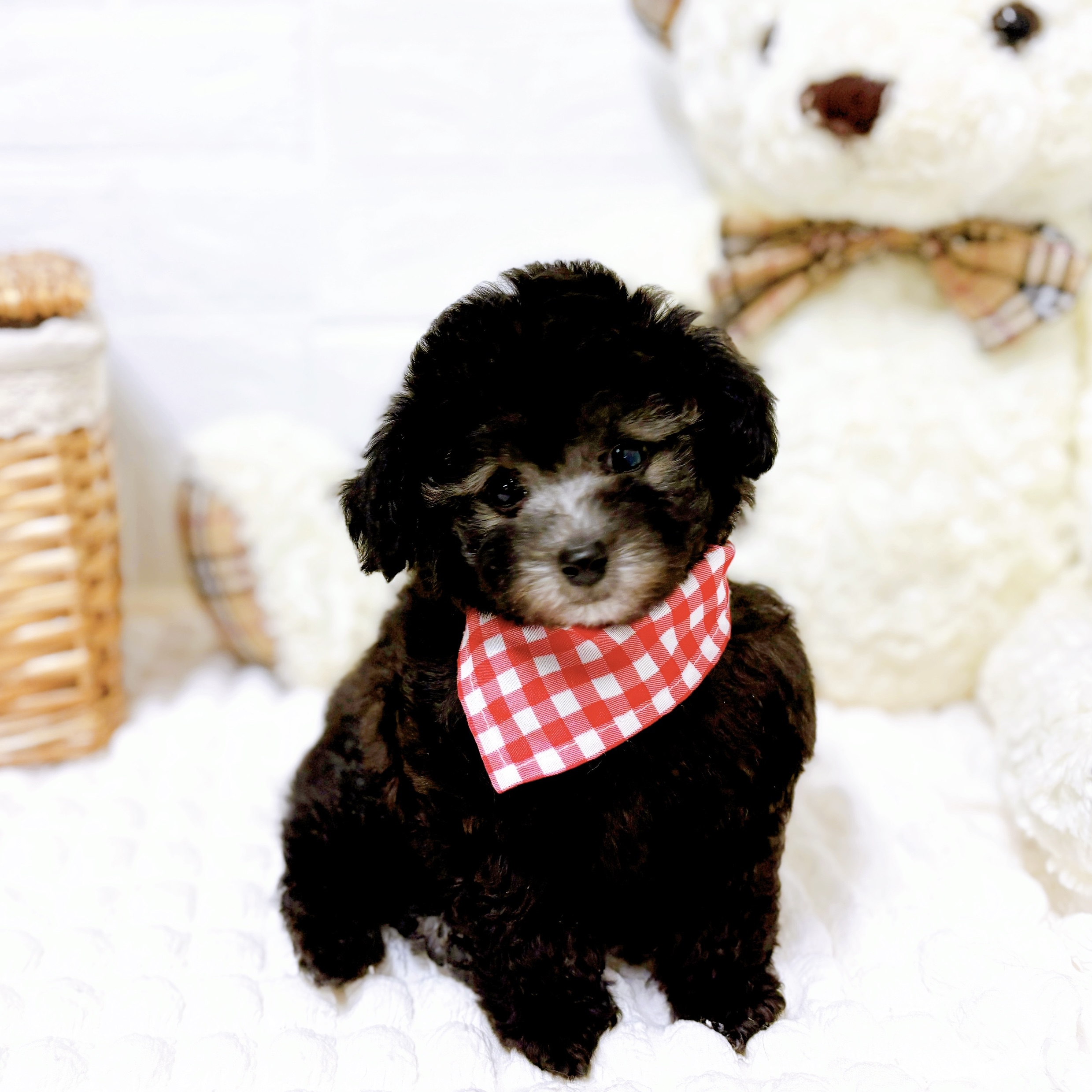 滋賀県のトイプードル(トイ) (犬の家＆猫の里近江八幡店/2026年1月29日生まれ/女の子/グレー)の子犬の4枚目の画像