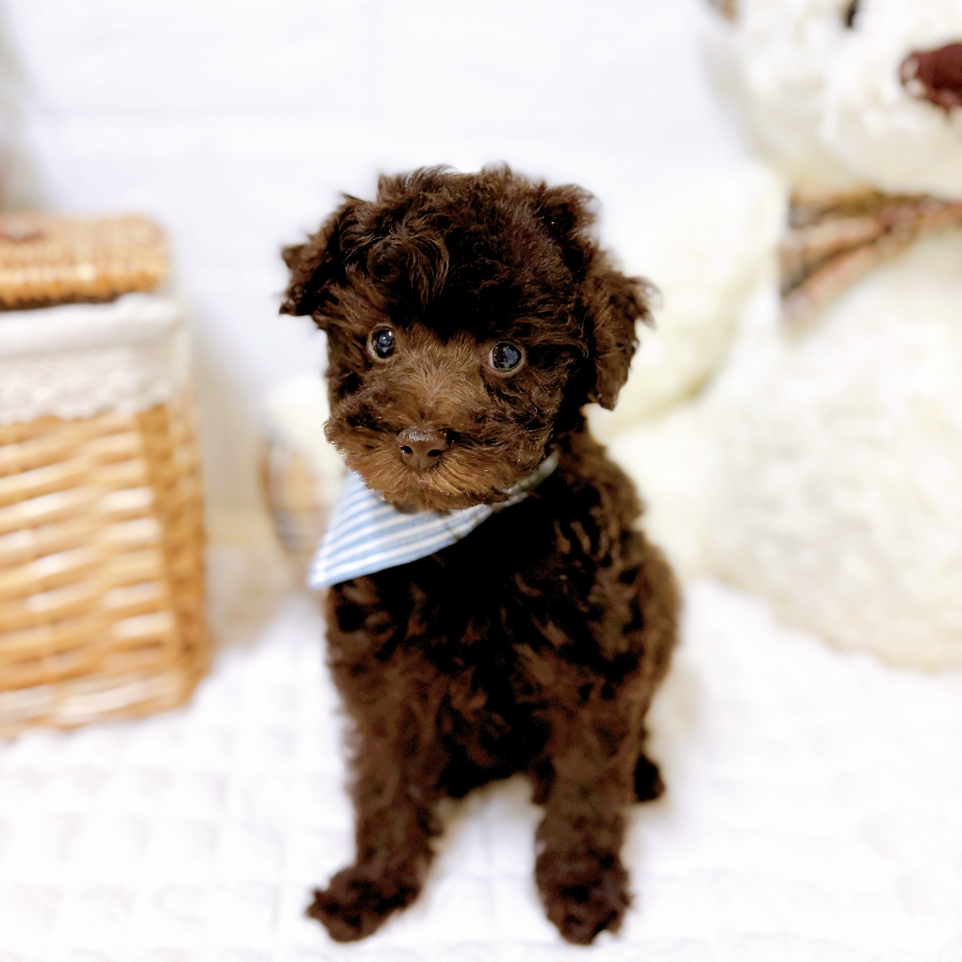 滋賀県のトイプードル(トイ) (犬の家＆猫の里近江八幡店/2026年1月27日生まれ/男の子/ブラウン)の子犬の4枚目の画像