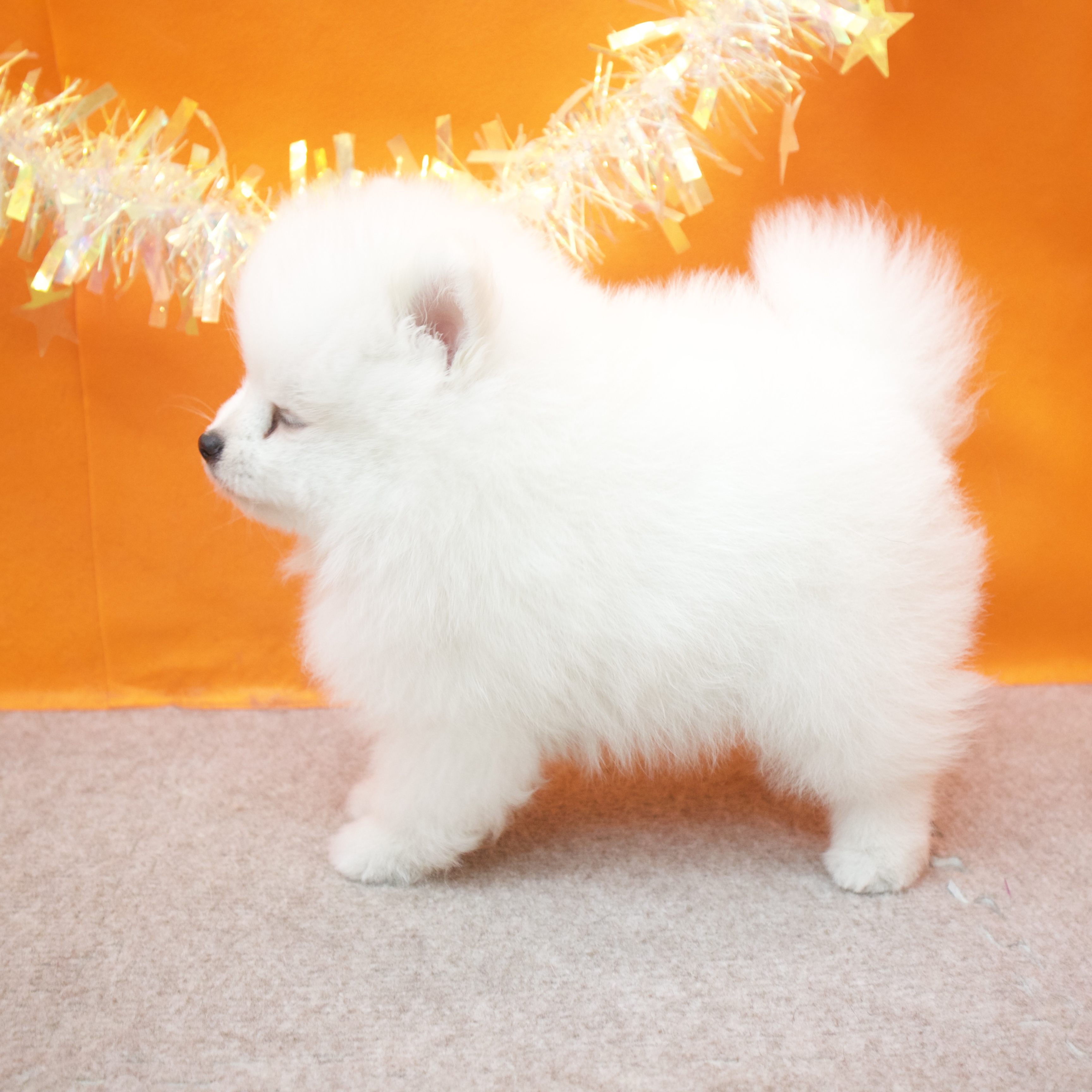 大阪府のポメラニアン (犬の家＆猫の里吹田店/2026年1月28日生まれ/男の子/クリーム)の子犬の4枚目の画像