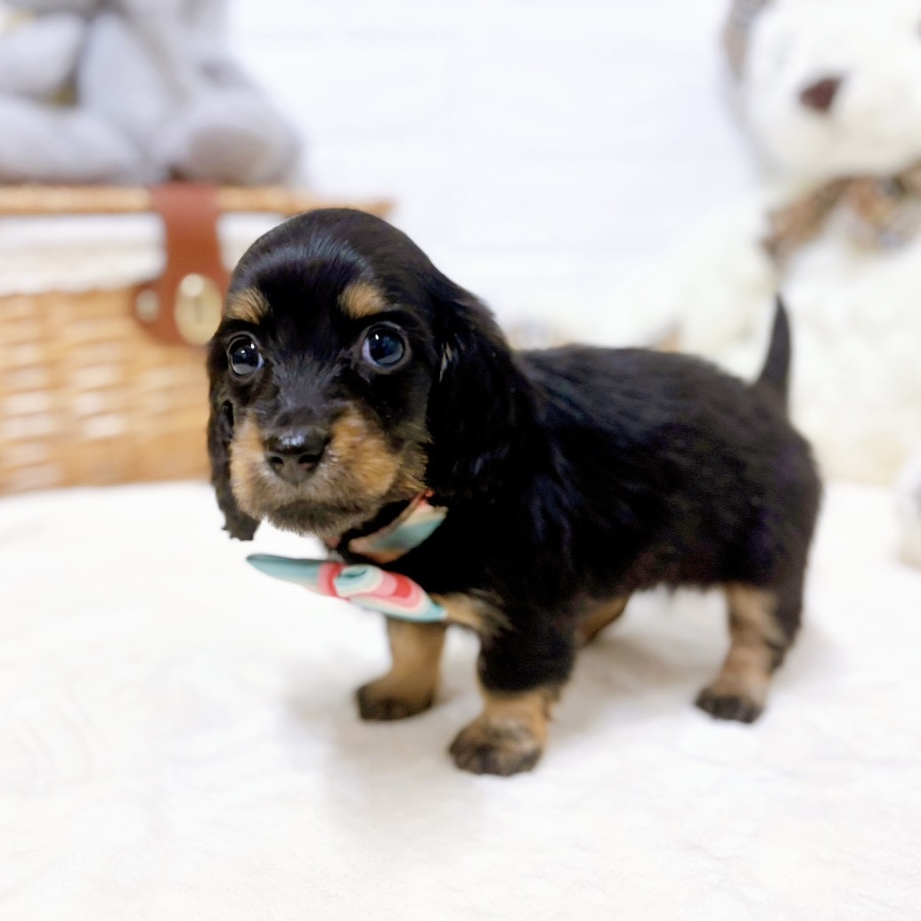 滋賀県のミニチュアダックスフンド(ロング) (犬の家＆猫の里近江八幡店/2026年1月27日生まれ/女の子/ブラックタン)の子犬の4枚目の画像