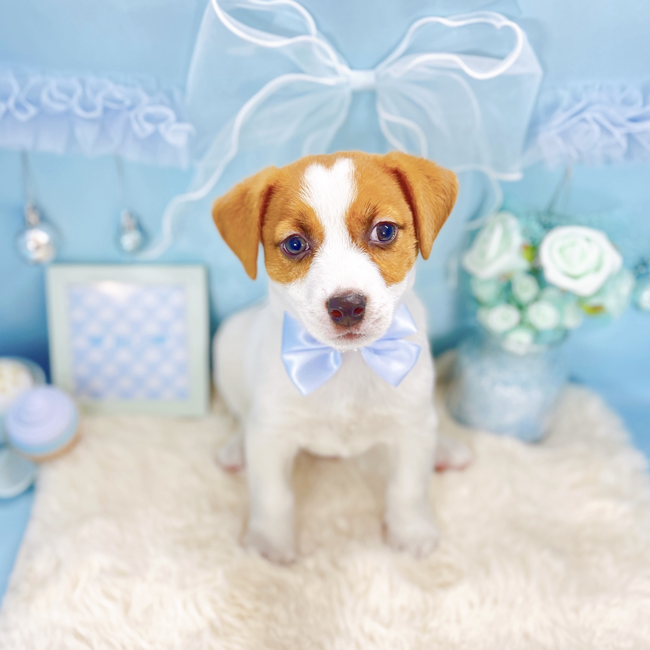 福井県のジャックラッセルテリア (犬の家＆猫の里アミーゴ福井大和田店/2026年1月28日生まれ/男の子/タンホワイト)の子犬の4枚目の画像