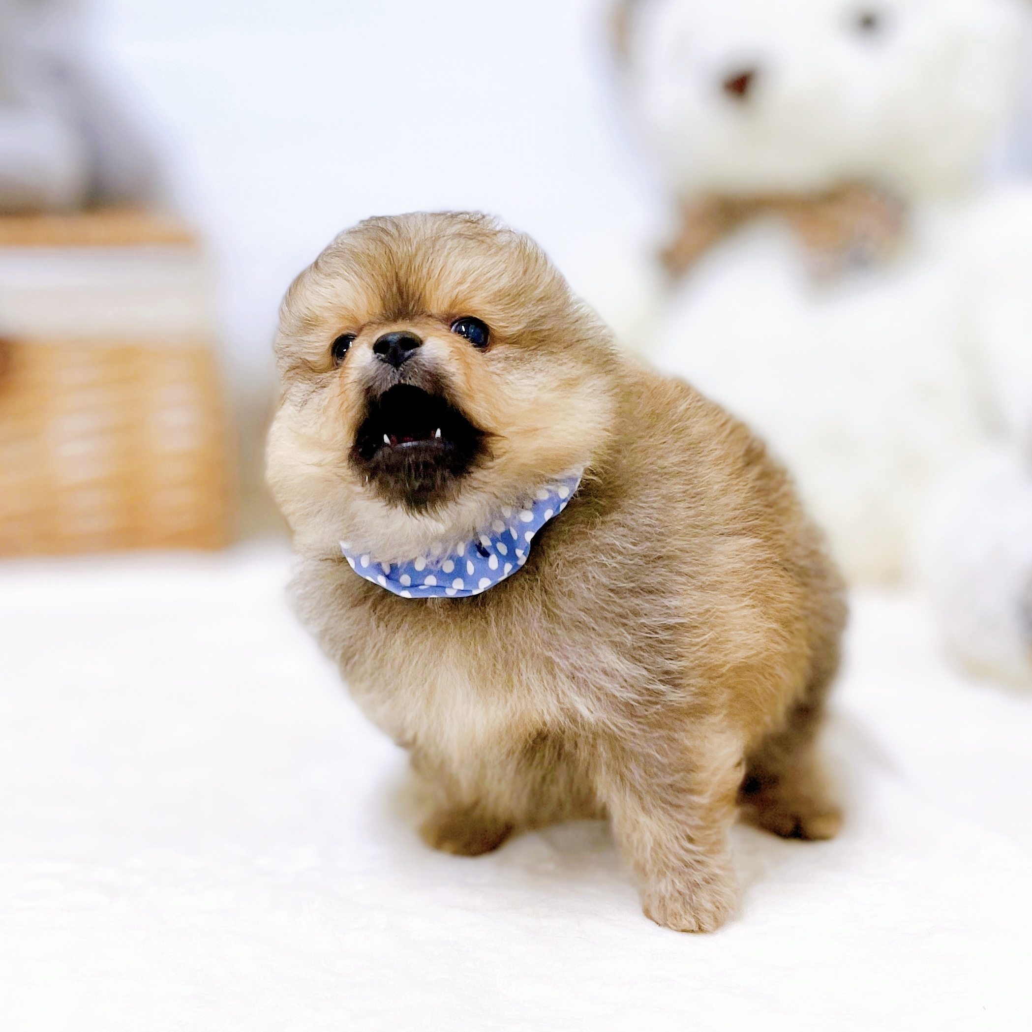 滋賀県のポメラニアン (犬の家＆猫の里近江八幡店/2026年1月29日生まれ/男の子/オレンジ)の子犬の4枚目の画像