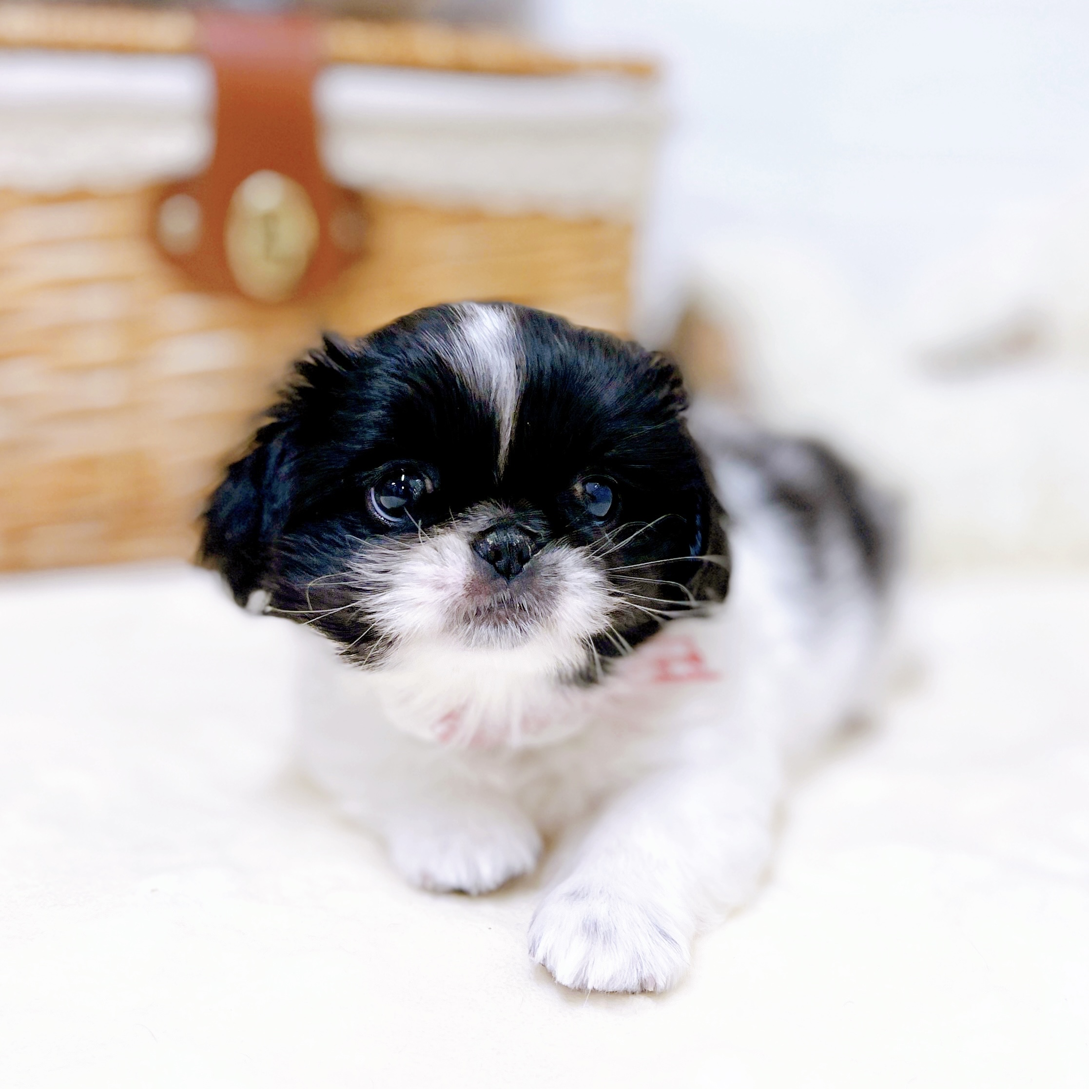 滋賀県のペキニーズ (犬の家＆猫の里近江八幡店/2026年1月28日生まれ/女の子/パーティーカラー)の子犬の4枚目の画像