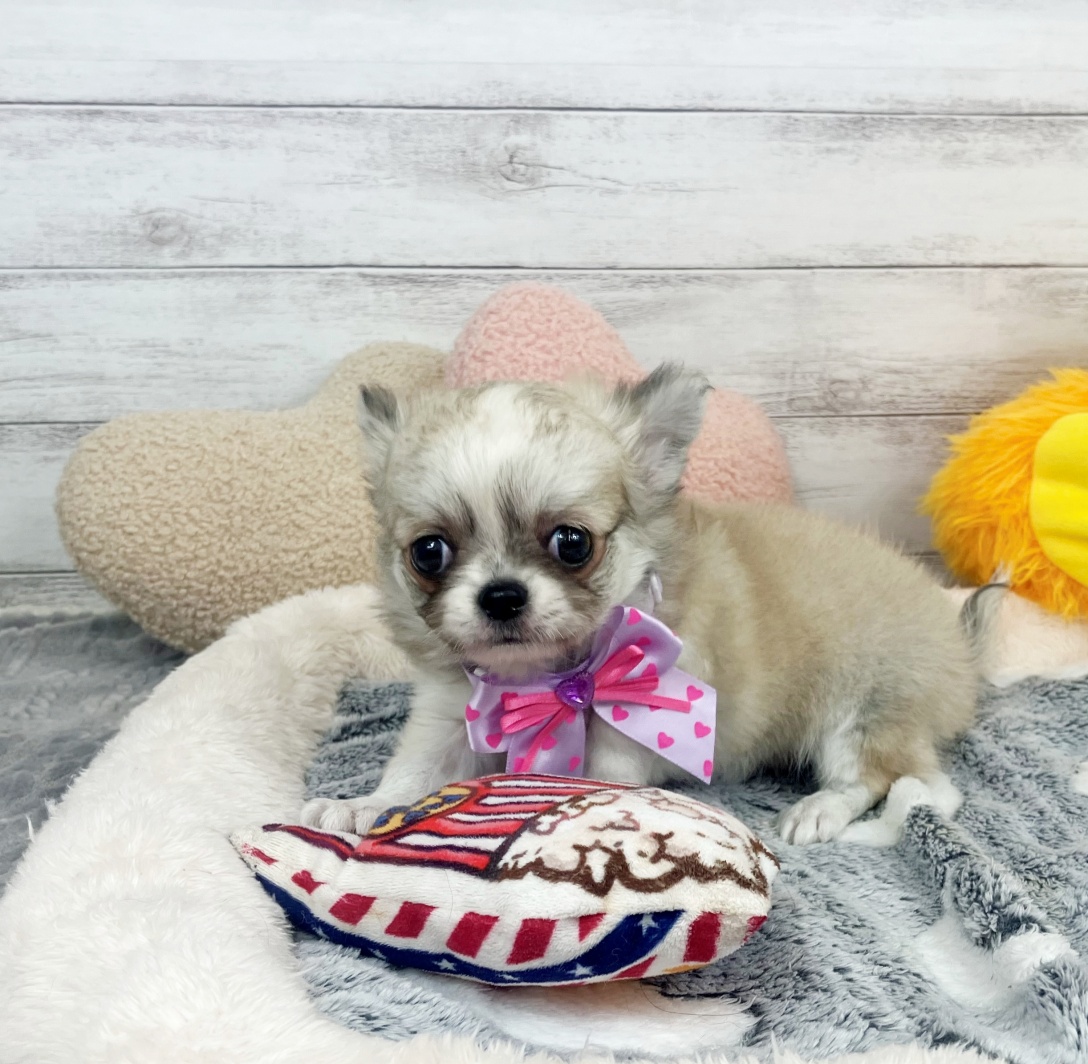 兵庫県のチワワ(ロング) (犬の家＆猫の里川西店/2026年1月28日生まれ/女の子/レッドホワイト)の子犬の4枚目の画像